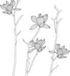 玉兰花枝线稿图 矢量图