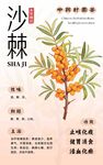 沙棘中药材海报展板