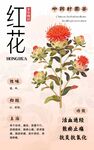 红花植物图示