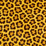 豹纹图案纹理特写