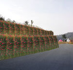 藤本月季效果图