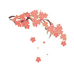 枝头绽放的烂漫粉色樱花 矢量图