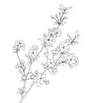 手绘花卉 海棠花 矢量图