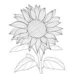 向日葵线稿图 矢量图
