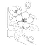 花卉线条插画 矢量图