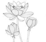 白描荷花图 矢量图