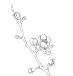 红梅 枝线条勾勒图 矢量图