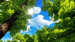 仰望葱郁树冠与蓝天白云