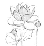 手绘荷花图 矢量图