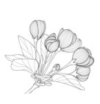 手绘花卉线条图 矢量图