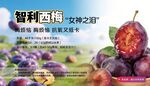 智利西梅 美味新鲜上市