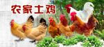  土鸡  