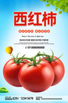 西红柿