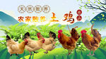 农家散养土鸡