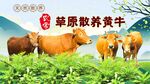 黄牛展板