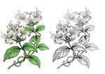 手绘金银花植物插画