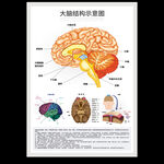 大脑结构示意图