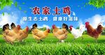 农家土鸡
