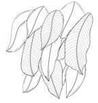 手绘叶片线条图案 矢量图