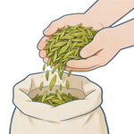 茶叶插画