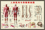 人体肌肉与骨骼图