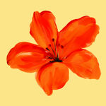 橙红色单朵盛开的美丽花朵