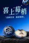 蓝莓海报