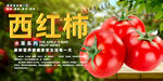 西红柿