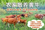 农家黄牛