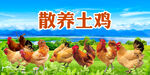 散养土鸡