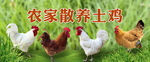  农家土鸡 土 