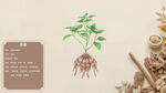 植物根系展示与周边药材百部