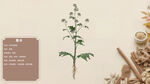 中草药藁本