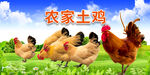 农家土鸡
