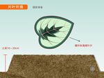片叶扦插