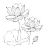 手绘荷花线条图 矢量图