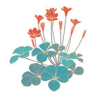 手绘三叶草与红花插画 矢量图