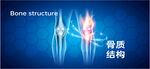 骨骼结构示意图