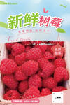 新鲜树莓海报