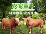 农家黄牛