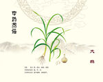 中药大蒜展示图