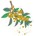 桂花枝头绽放 花瓣飘落 矢量图