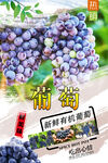 葡萄  