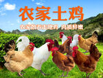 农家土鸡