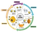 蜜蜂生命周期循环图