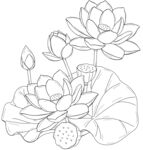 白描荷花图 矢量图