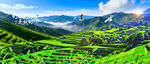 茶山梯田