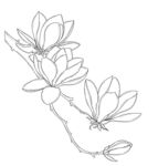 玉兰花枝线描图 矢量图