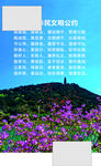 山坡烂漫紫花绽放美景