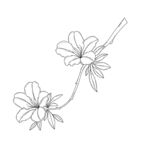 手绘花卉线条图 矢量图